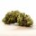 Herba di Berna - Oudoor CBD Bl&uuml;ten - Cannatonic - 40g
